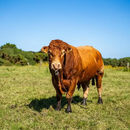 Κάμπινγκ Geraghtys Farmyard Pods *