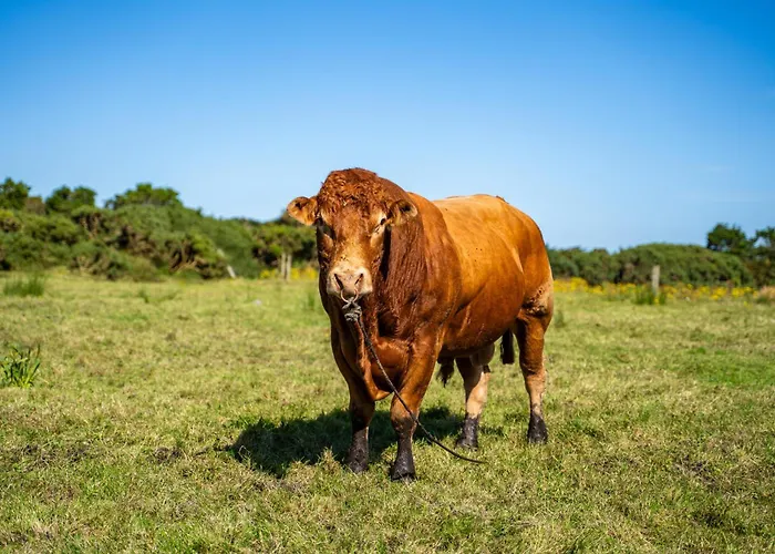 Кемпинг Geraghtys Farmyard Pods *